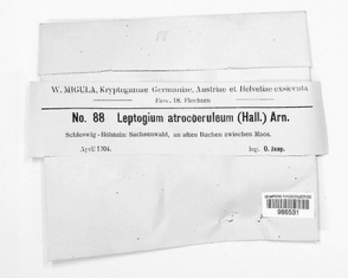 Leptogium atrocoeruleum image